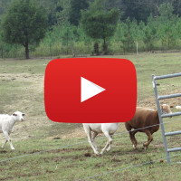 farm with video icon