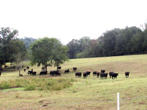 cows on the move