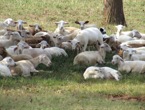 lambs in pasture