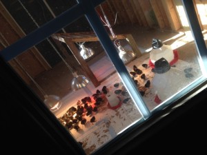 the chick-inn inside