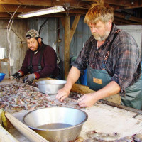 Fisherman Eddie Willis processing shrimp