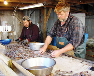 Fisherman Eddie Willis processing shrimp