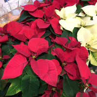 poinsettia
