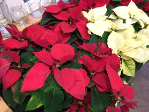 poinsettia