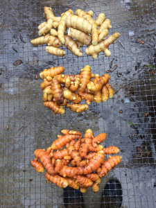 turmeric root