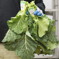 hand holding collards