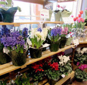potted bulbs
