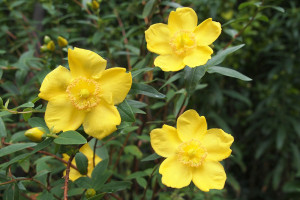 St John's Wort flowers