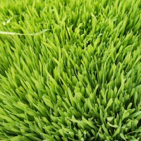 wheat grass