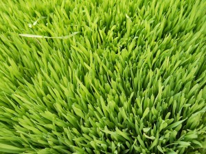 wheat grass