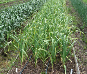 onions growing in field