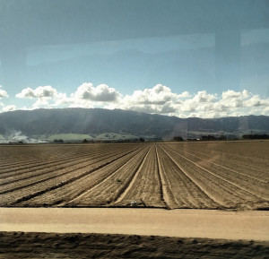 barren field