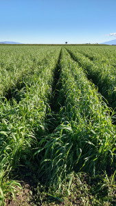 A cover crop on an organically farmed field