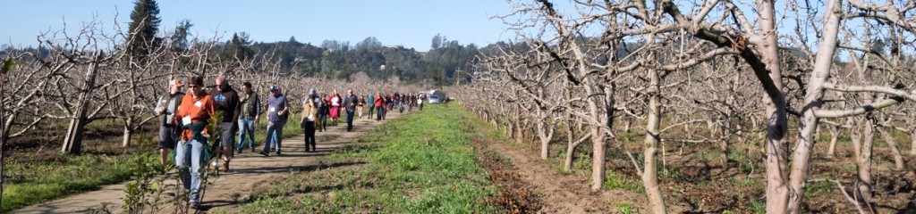 People walking through an orchard