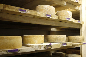 cheese on wooden shelves