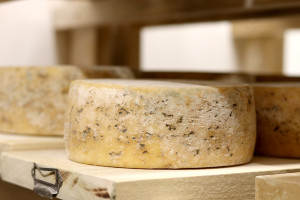 cheese on wooden shelves