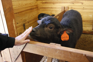 baby water buffalo
