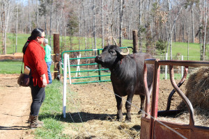 people meet water buffalo