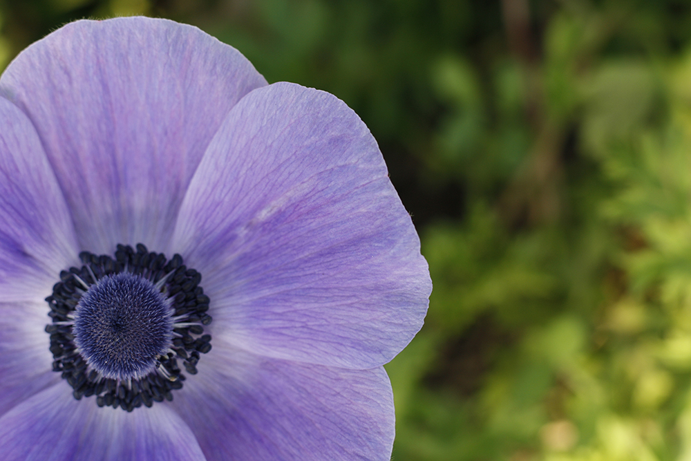 anemone flower