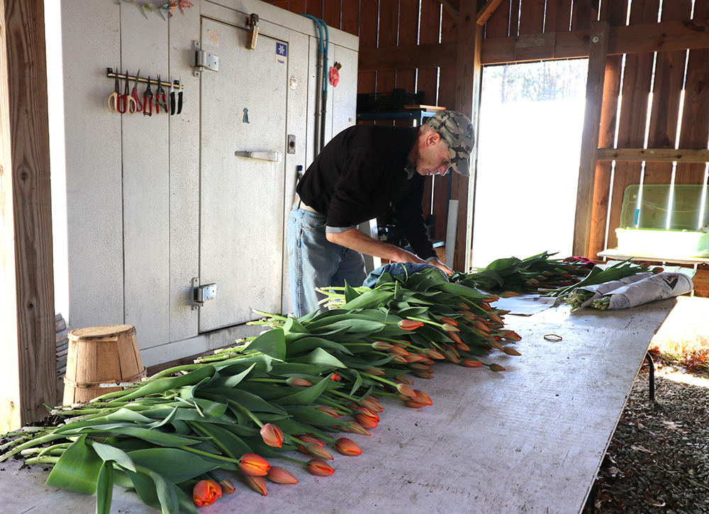 Mark sorting tulips