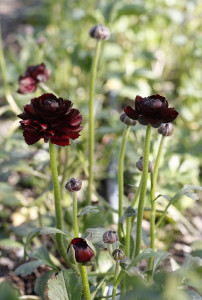 ranunculus