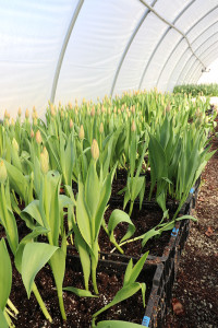 tulips growing in crates