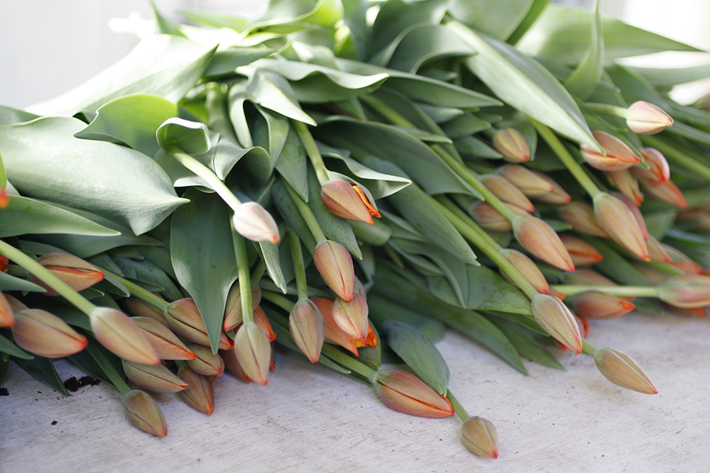 orange tulips