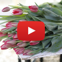 tulips with video icon