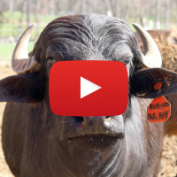 water buffalo with video icon