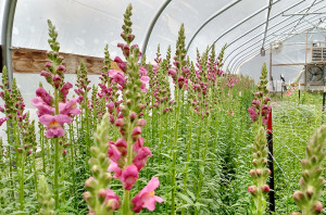snapdragons in hoophouse