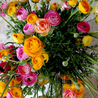 ranunculus