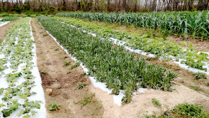 row crops