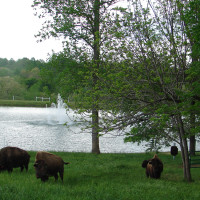 buffalo in field