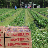 strawberry boxes at the field
