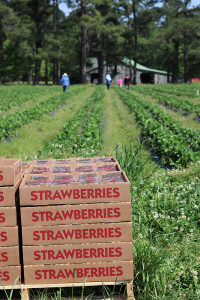 strawberry boxes at the field