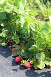 strawberry plants in the field