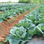 rows of cabbages