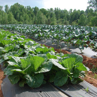 greens in the fields