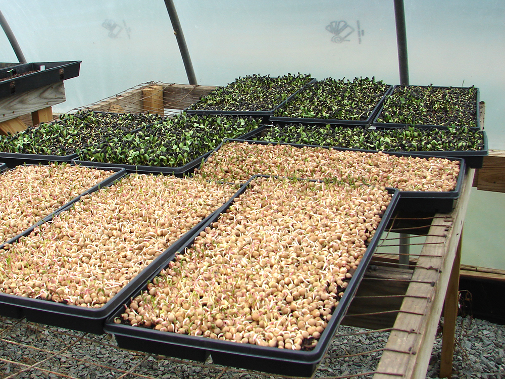 sprouts and seeds waiting to sprout in trays