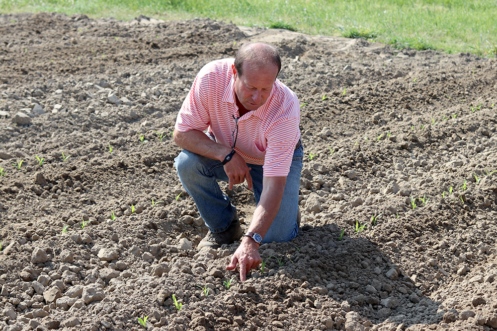Herbie poitns to corn at Cottle Organics