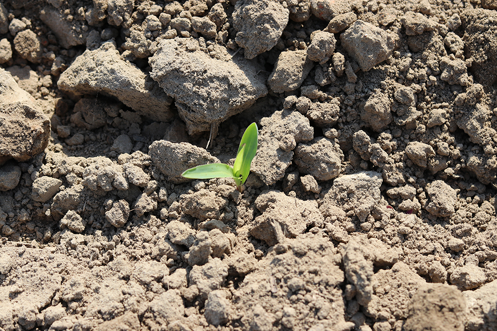 corn at Cottle Organics