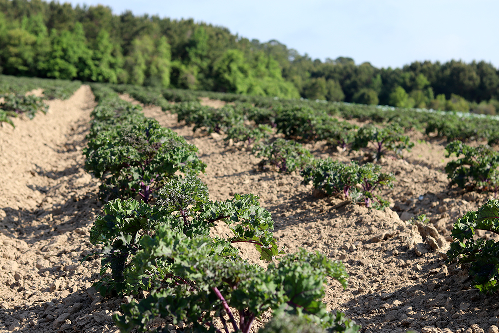 kale field at Cottle Organics