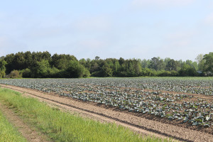 cabbage field  at Cottle Organics