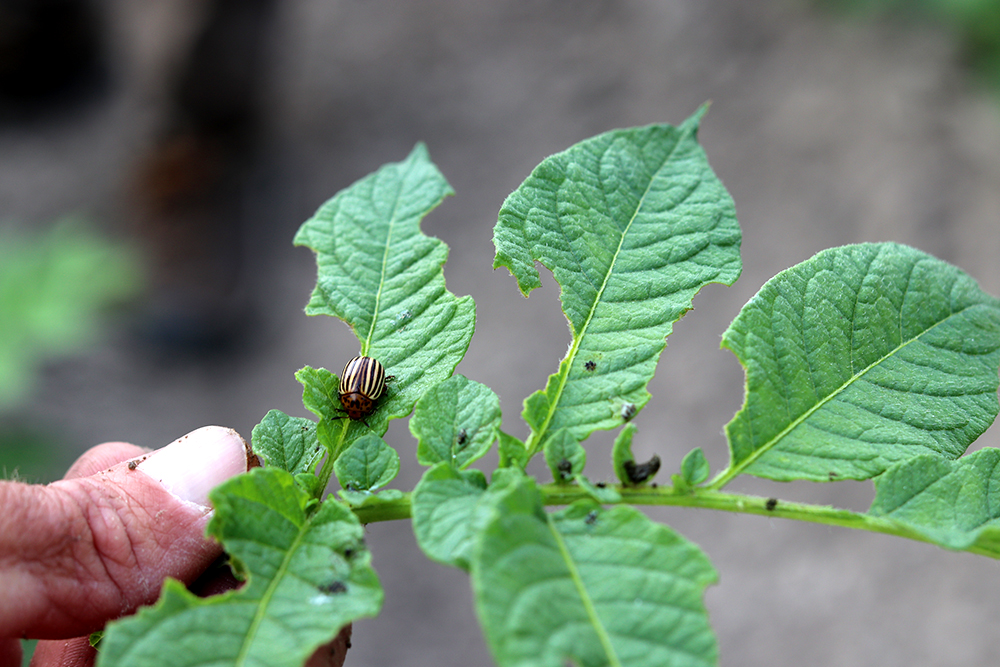 potato bug at Cottle Organics