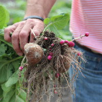 baby potatos at Cottle Organics