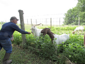 Kent feeds a goat