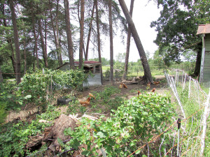 chickens among trees