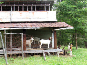 goats on a shed porch