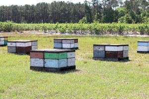 bee hives in field