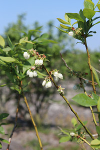 blueberry flowers on the plant